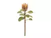 Kunstblumen Protea Pfirsich H: 68 cm Edg