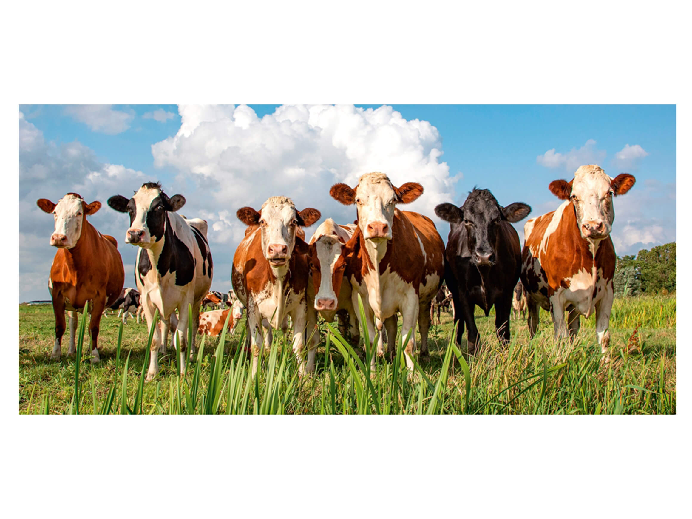 Digitaldruck auf Acrylglas Milky Way image LAND / Grösse: 140 x 66 cm