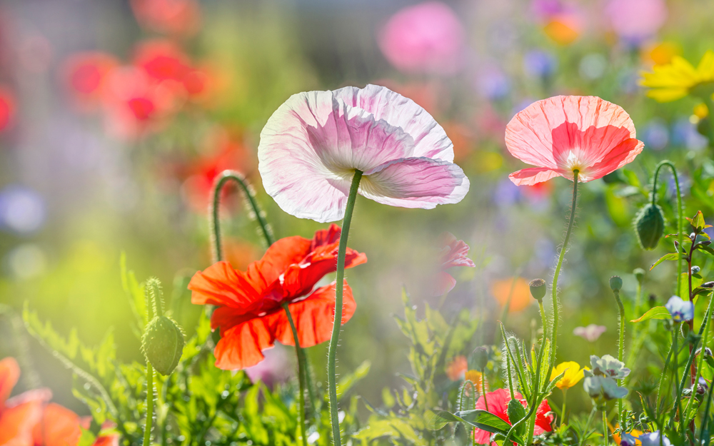Alubild-Mohnblumen 4-image LAND