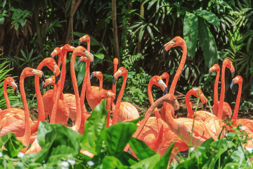 Alubild-Nette Flamingo Familie-image LAND