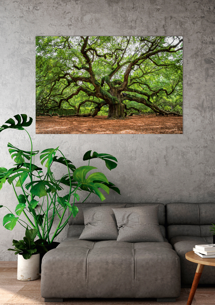 Bild mit Rahmen-Verzweigter Baum-image LAND