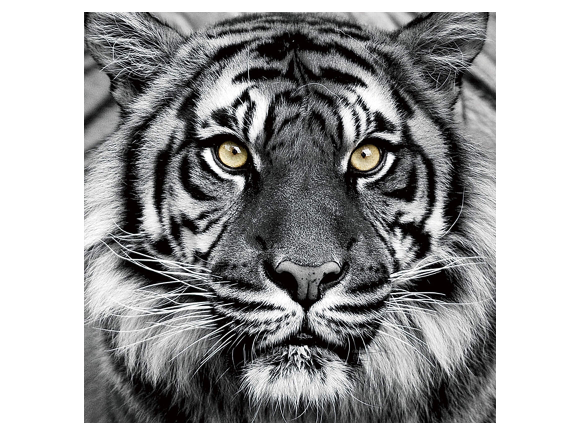 Bild Tiger in Schwarz und Weiss image LAND