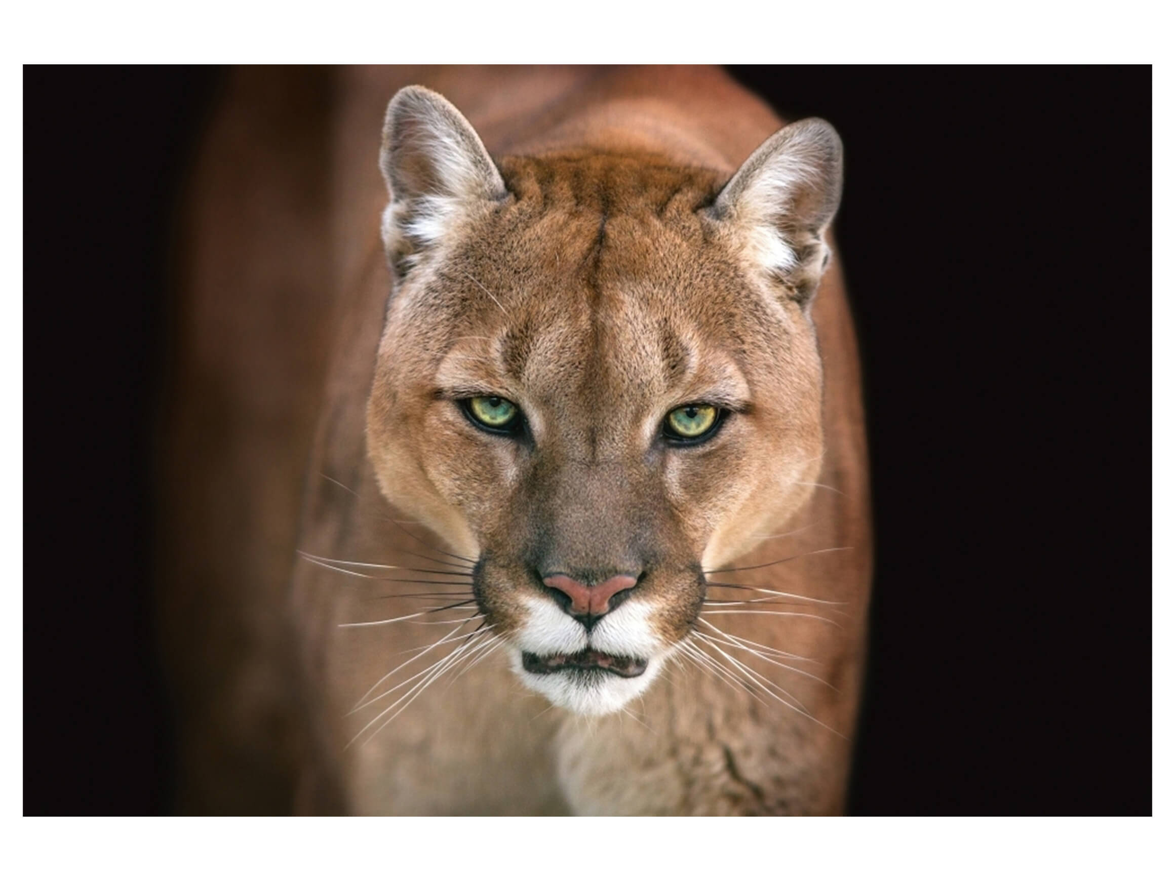 Digitaldruck auf Acrylglas Puma image LAND / Grösse: 120 x 80 cm