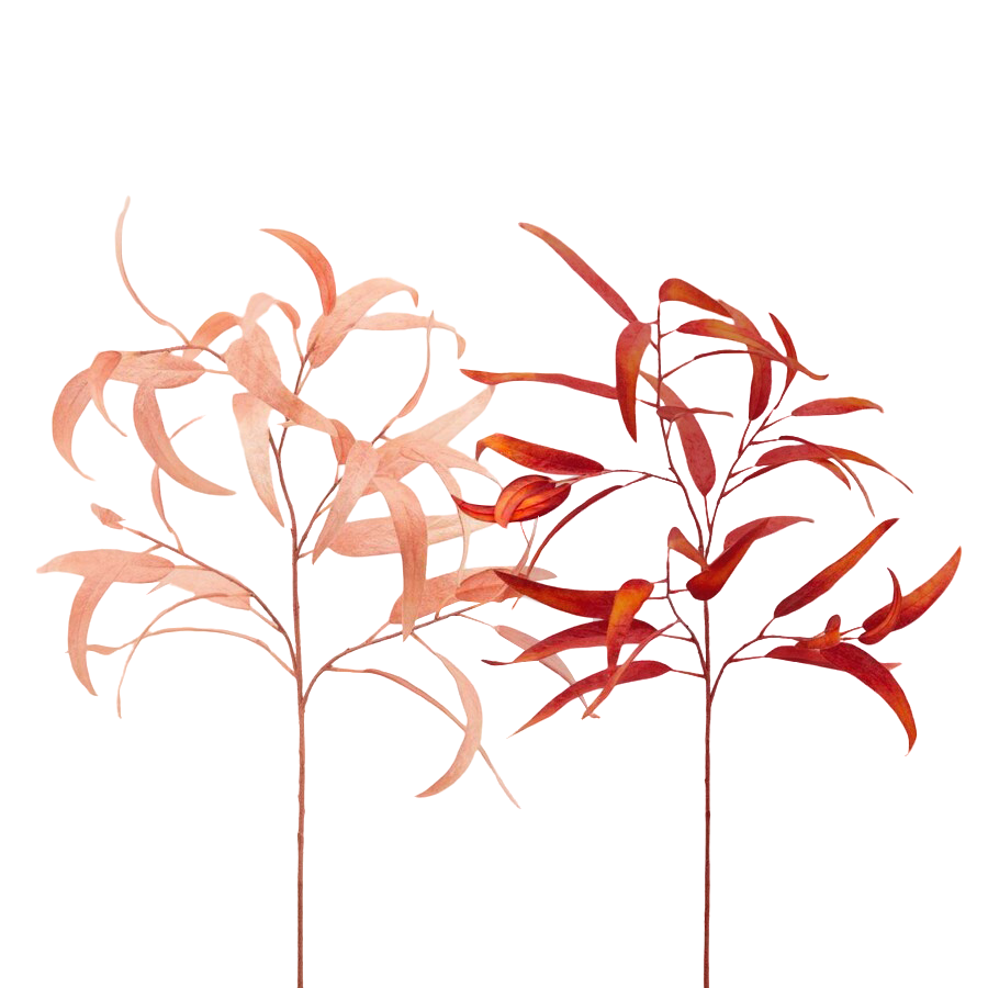 Edg Kunstblume Eucalypthus Apricot-Rost H: 65 cm  | Schubiger Möbel