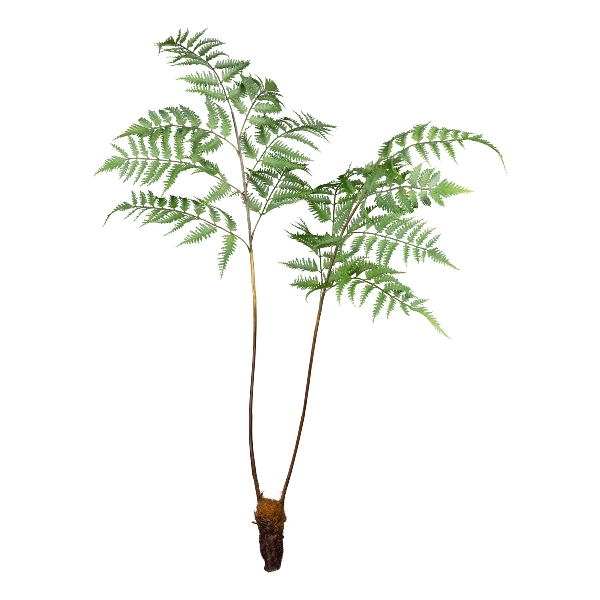 Kunstpflanze Farn H: 105 cm Gasper