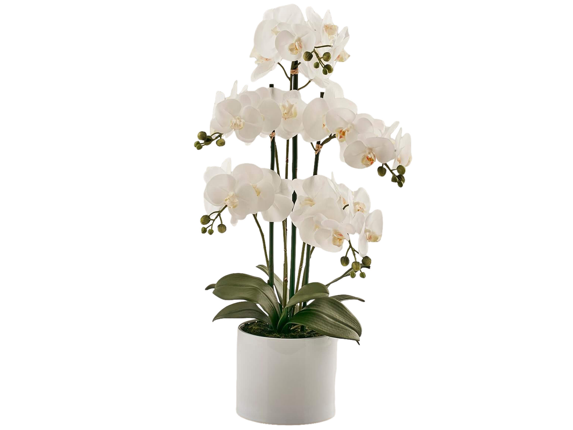 Edg Kunstpflanze Orchidee Weiss H: 65 cm  | Schubiger Möbel