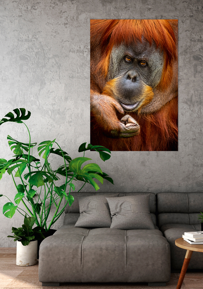 Alubild Orang-Utan image LAND