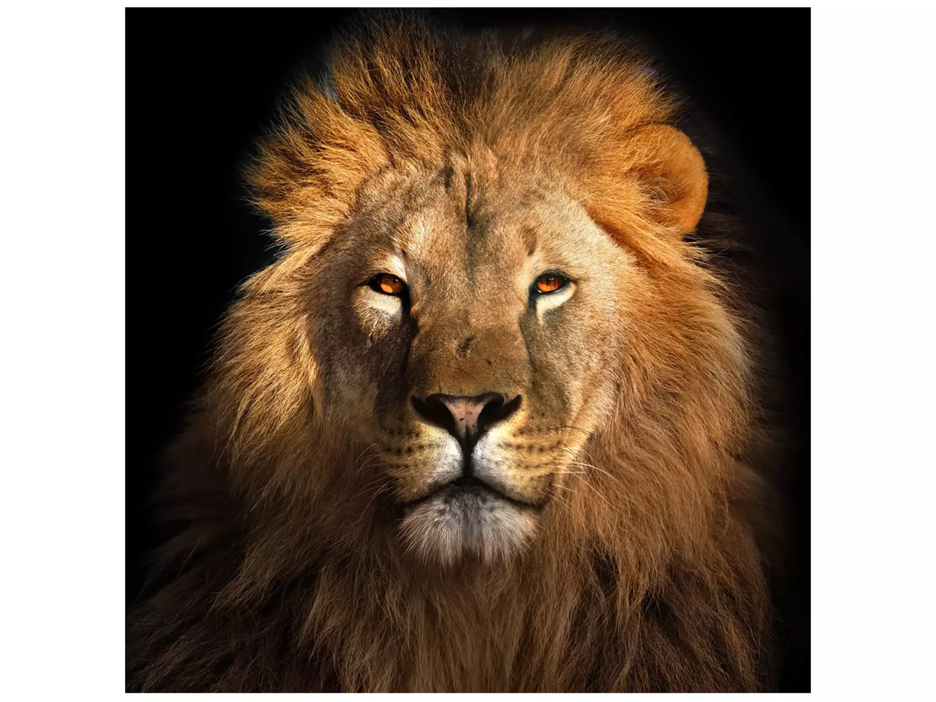 Digitaldruck auf Glas König Der Löwen image LAND