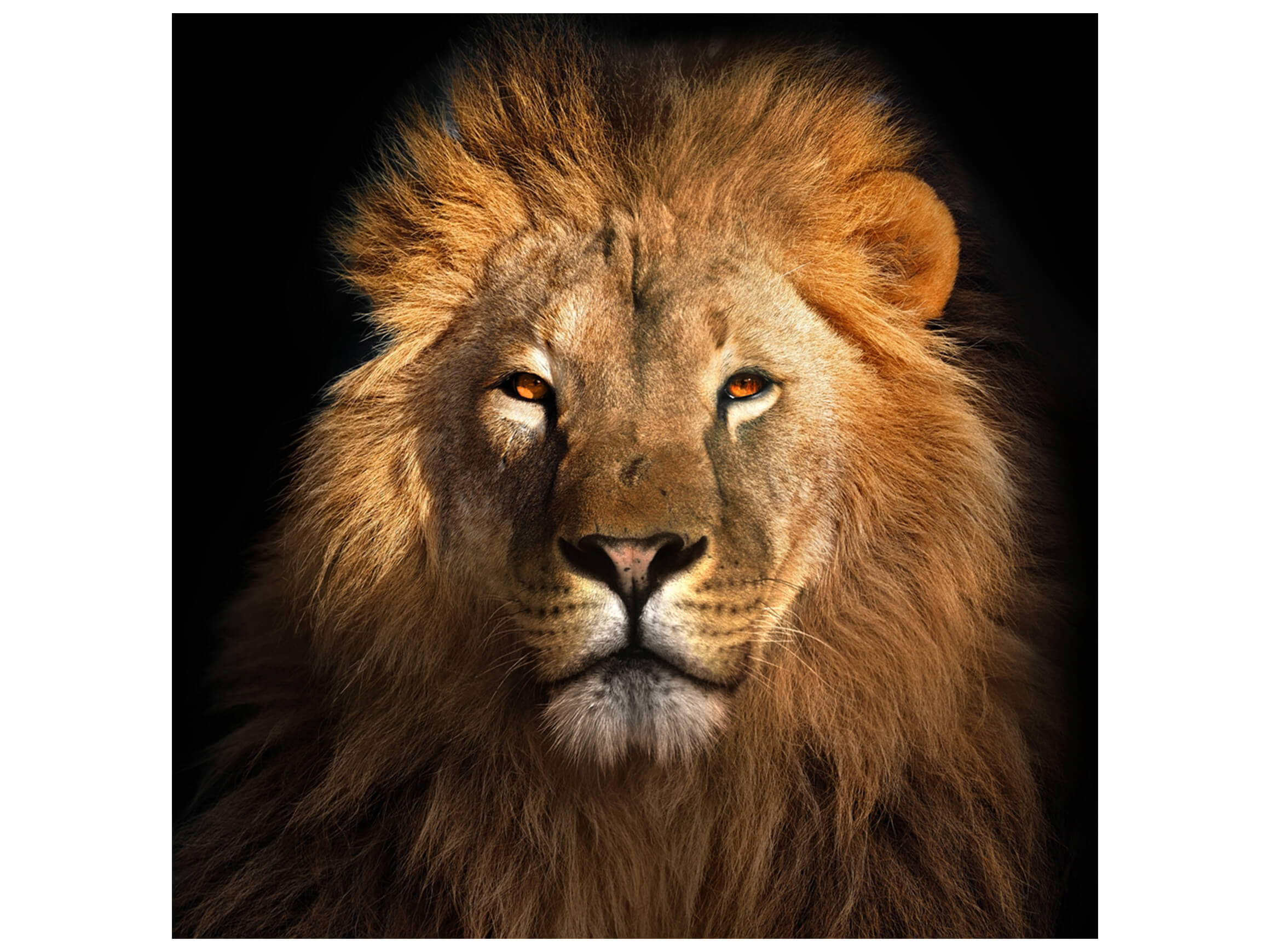 Digitaldruck auf Glas König Der Löwen image LAND