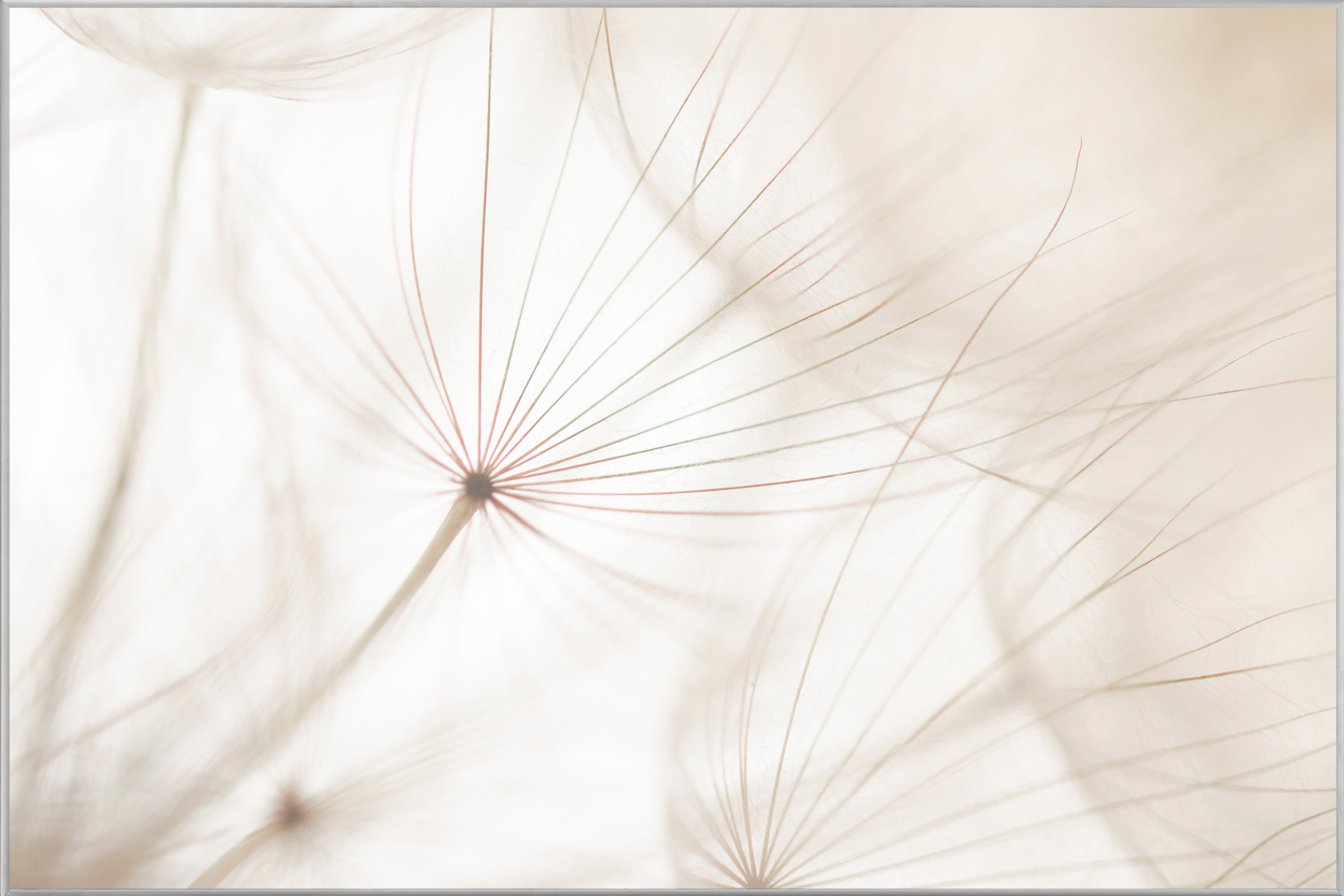 Bild mit Rahmen-Pusteblume 2-image LAND