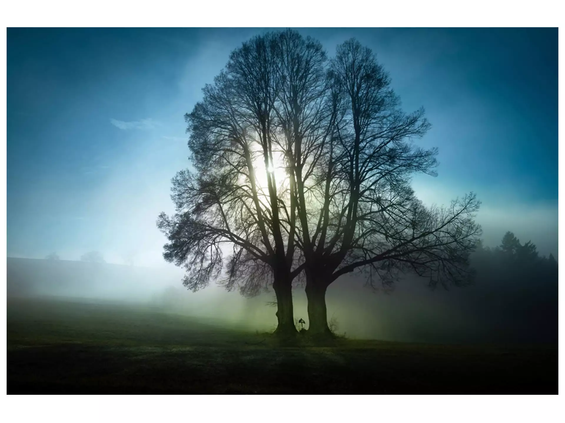 Digitaldruck auf Glas Bäume im Morgennebel image LAND