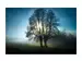 Digitaldruck auf Glas Bäume im Morgennebel image LAND