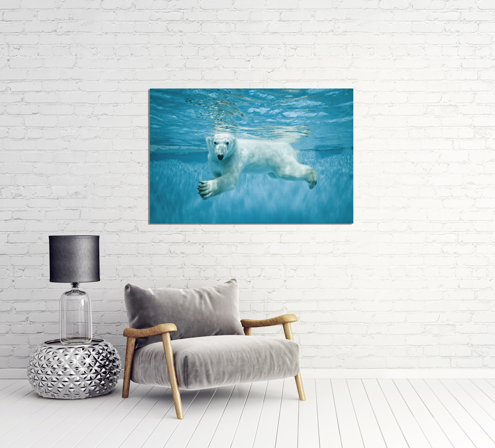 Alubild-Eisbär-image LAND