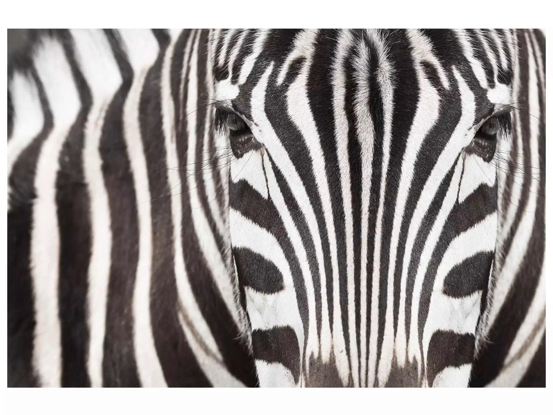 Digitaldruck auf Acrylglas Zebra image LAND / Grösse: 150 x 100 cm