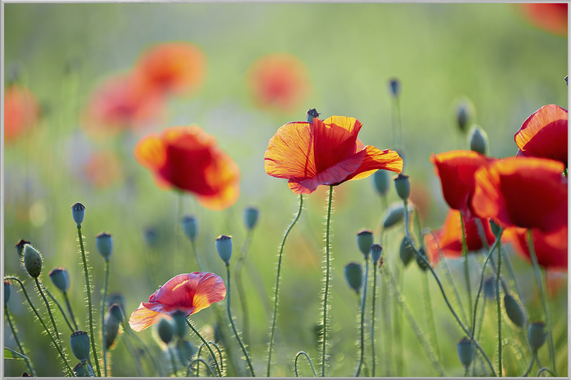 Bild mit Rahmen-Mohnblumen 1-image LAND