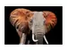 Digitaldruck auf Glas Afrikanischer Elefant image LAND
