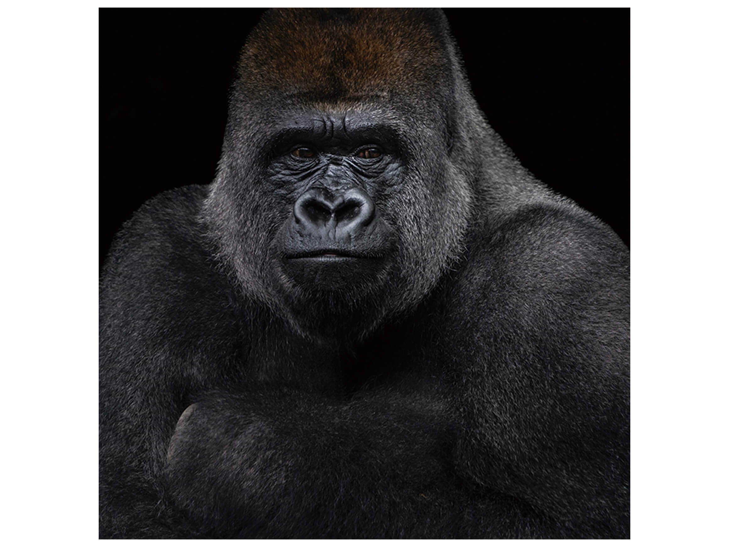 Digitaldruck auf Glas Gorilla in sw image LAND