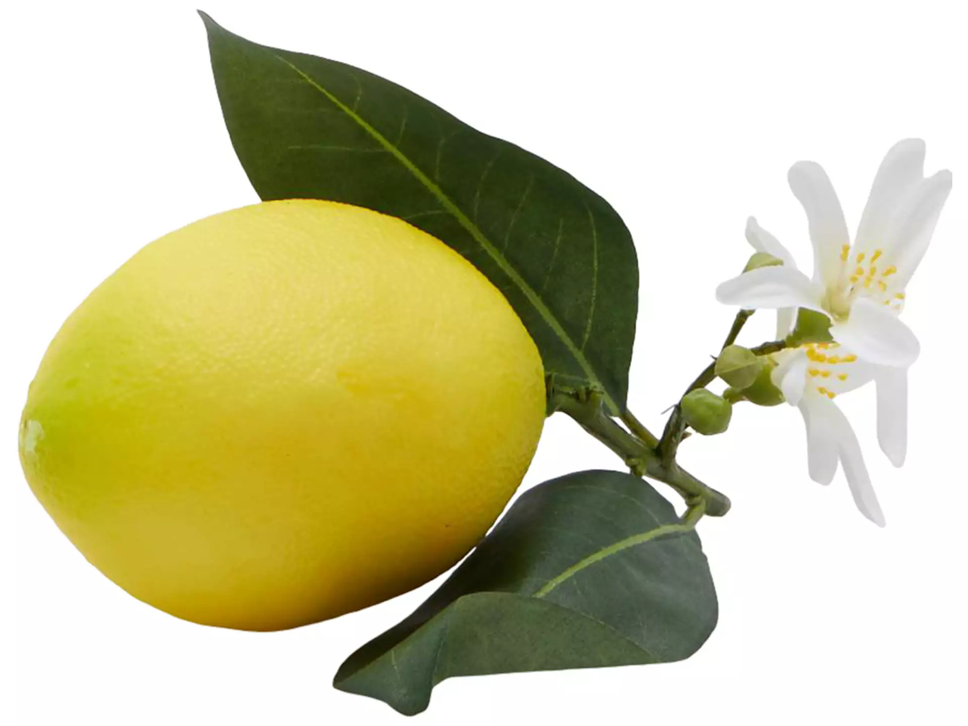 Zierfrucht Zitrone mit Blüte H: 12 cm Edg