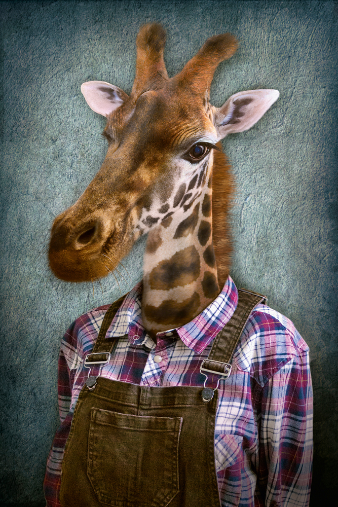 Alubild-Giraffe mit Latzhose-image LAND