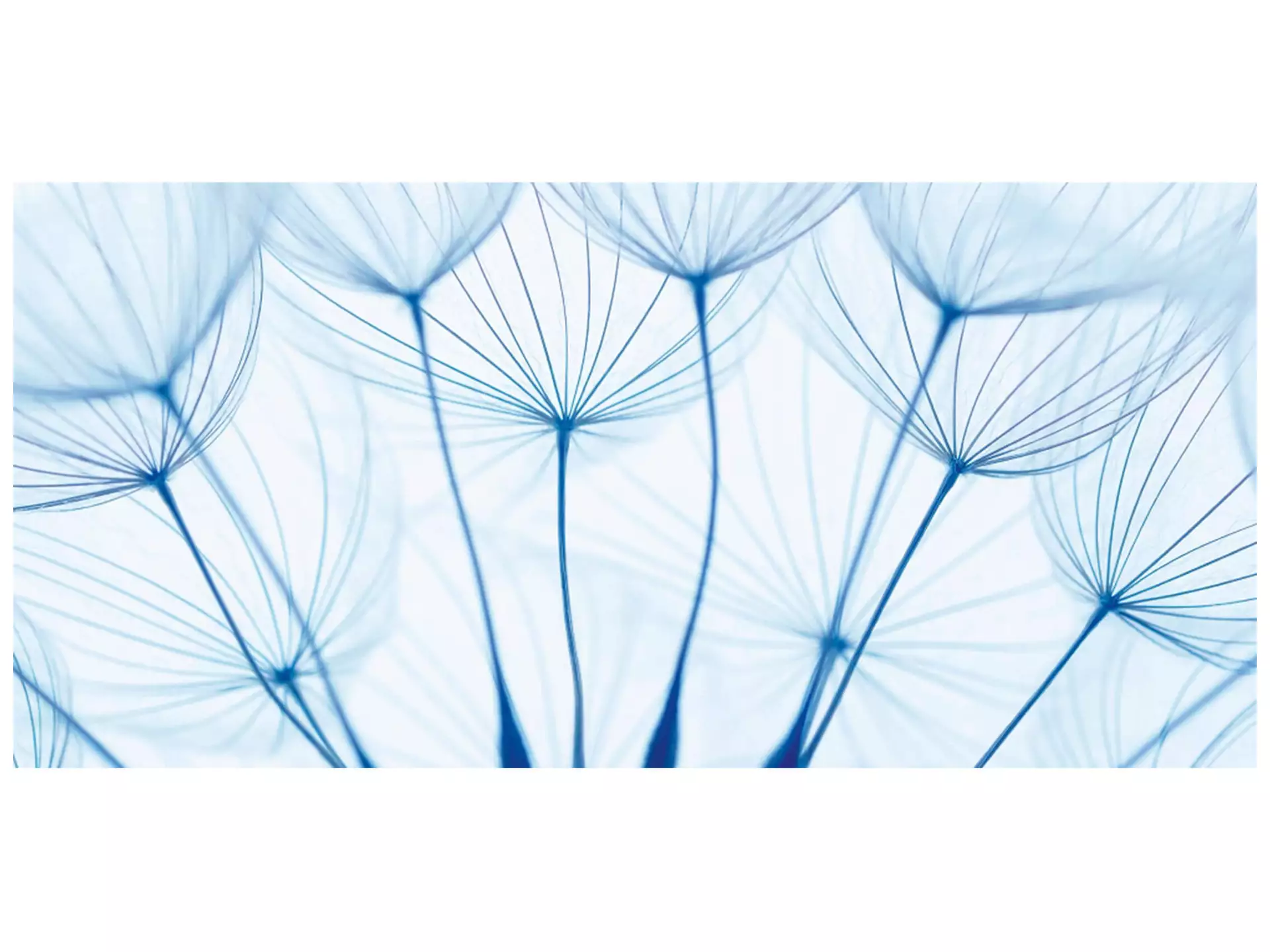 Digitaldruck auf Acrylglas Pusteblumen in Blau image LAND / Grösse: 140 x 66 cm