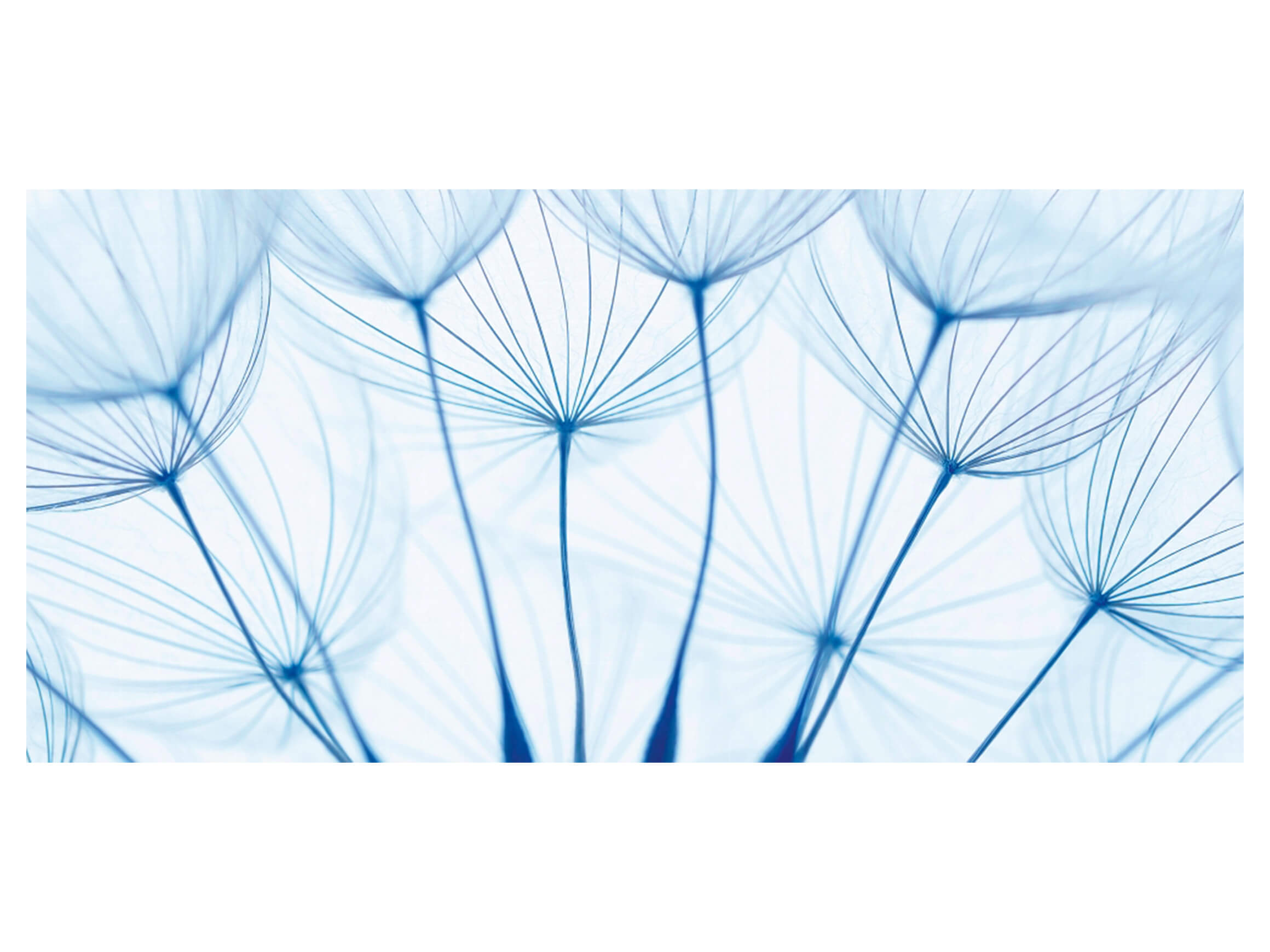 Digitaldruck auf Acrylglas Pusteblumen in Blau image LAND / Grösse: 140 x 66 cm