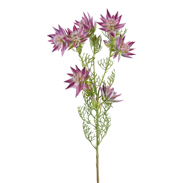 Branche de protéa, rose H : 78 cm