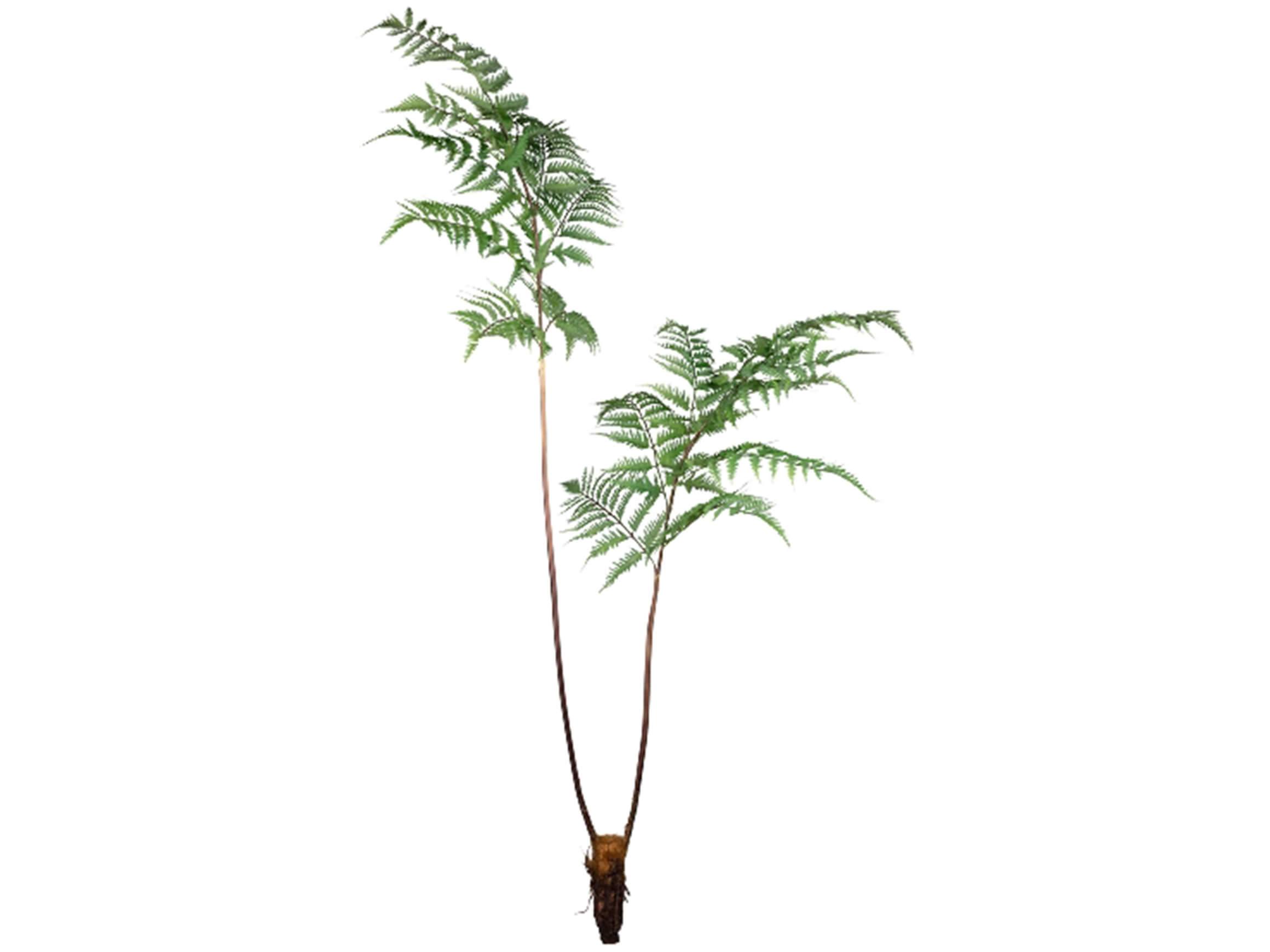 Gasper Kunstpflanze Farn H: 150 cm  | Schubiger Möbel