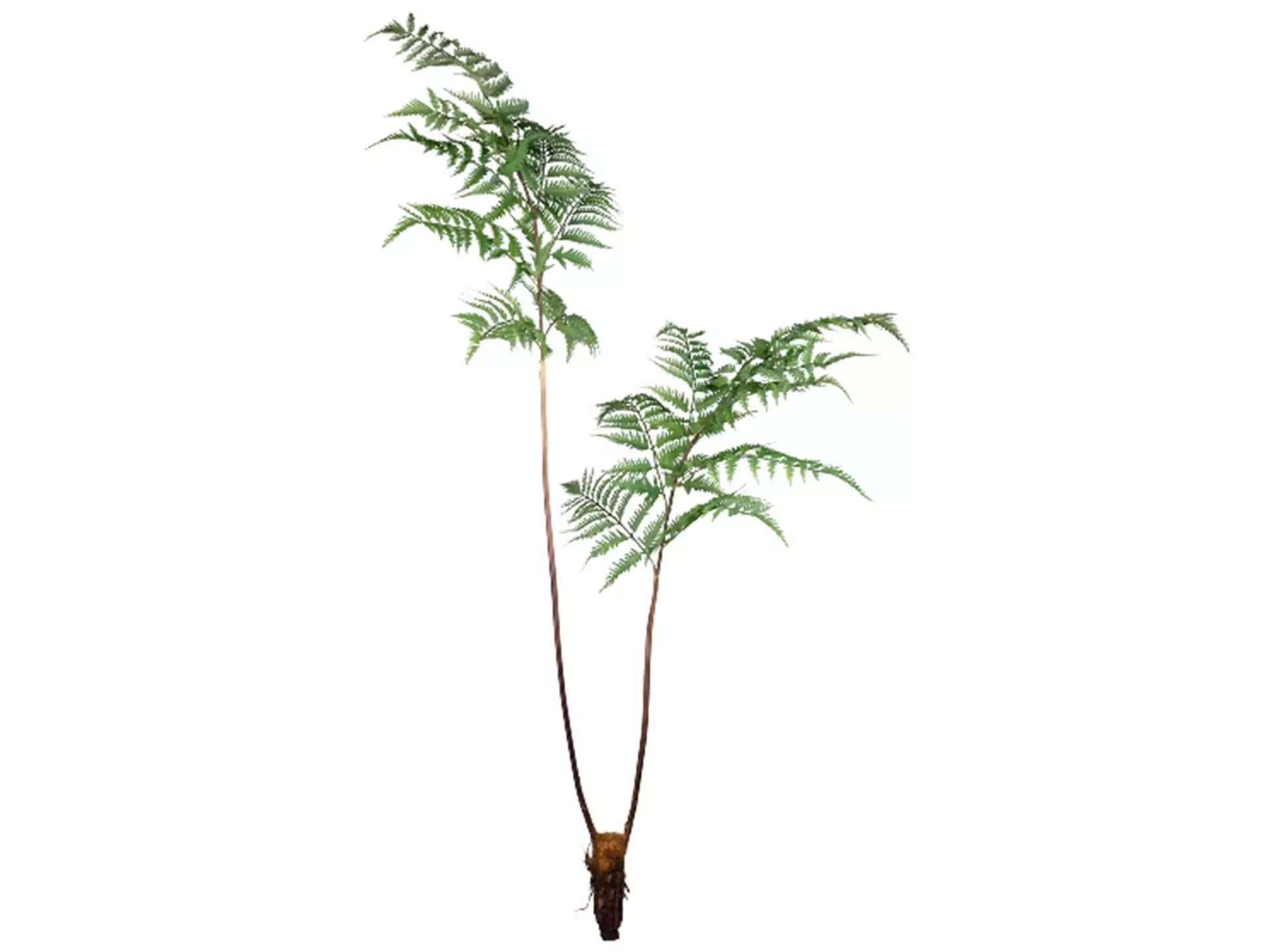 Kunstpflanze-Farn H: 150 cm-Gasper