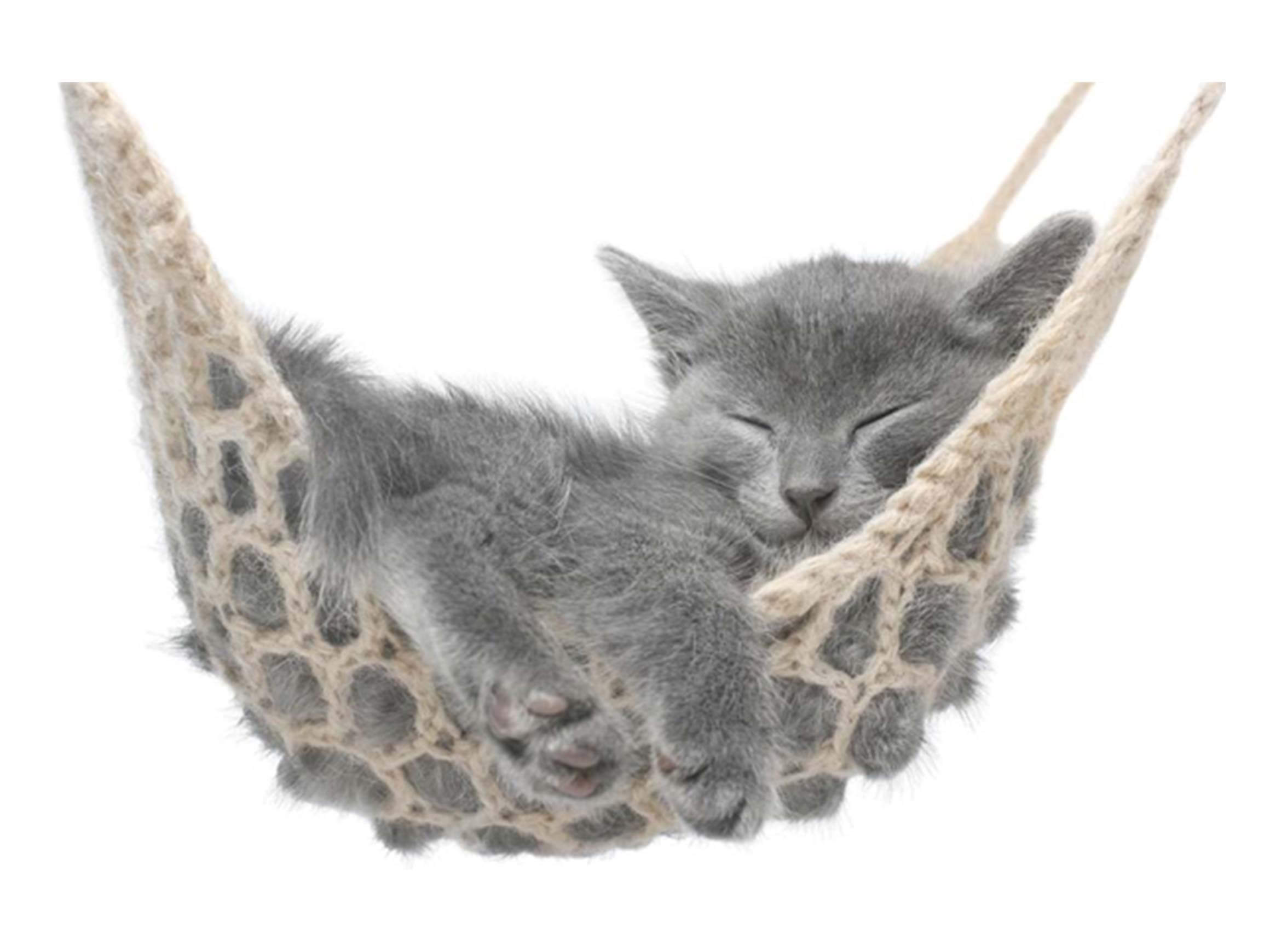 image LAND Digitaldruck auf Glas Kätzchen in Der Hängmatte 2  | Schubiger Möbel