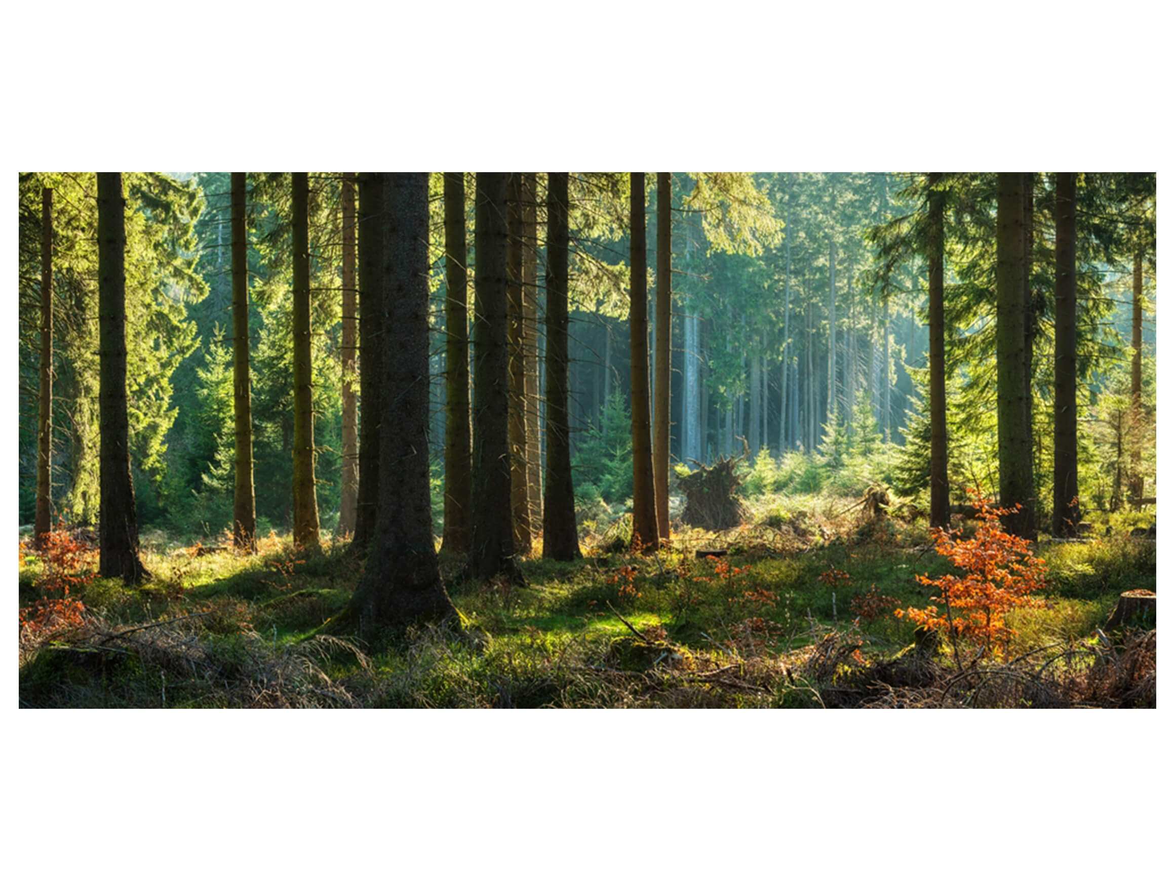 Digitaldruck auf Glas Herbstwald image LAND
