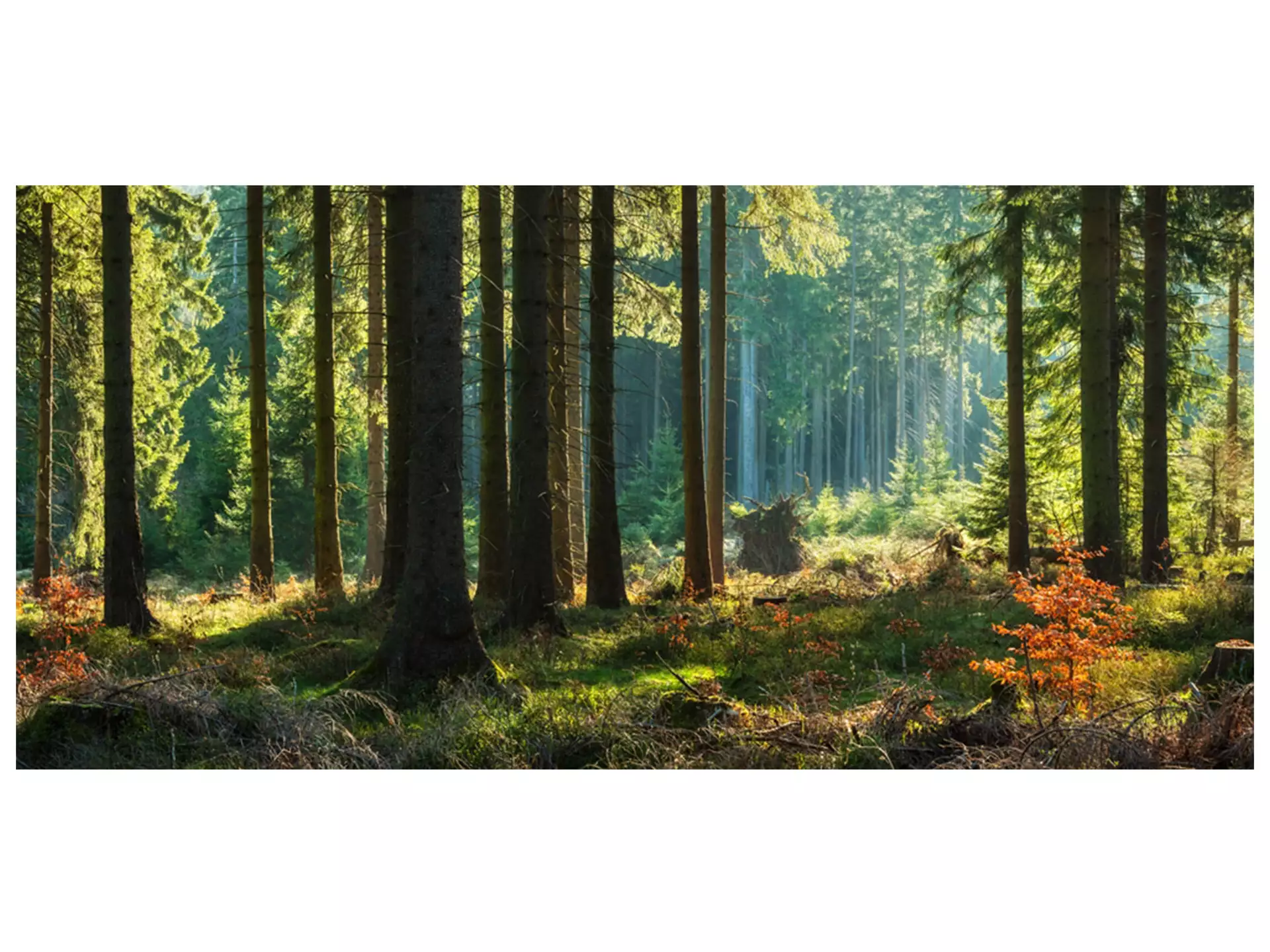 Digitaldruck auf Glas Herbstwald image LAND
