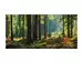 Digitaldruck auf Glas Herbstwald image LAND