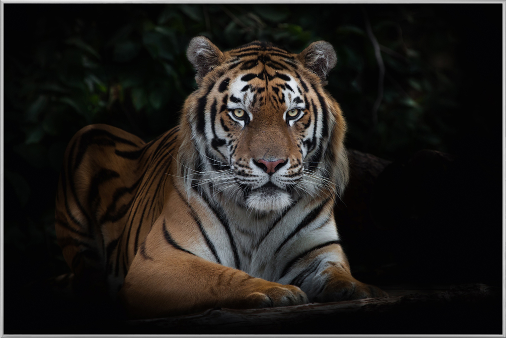 Bild mit Rahmen-Imposanter Tiger-image LAND