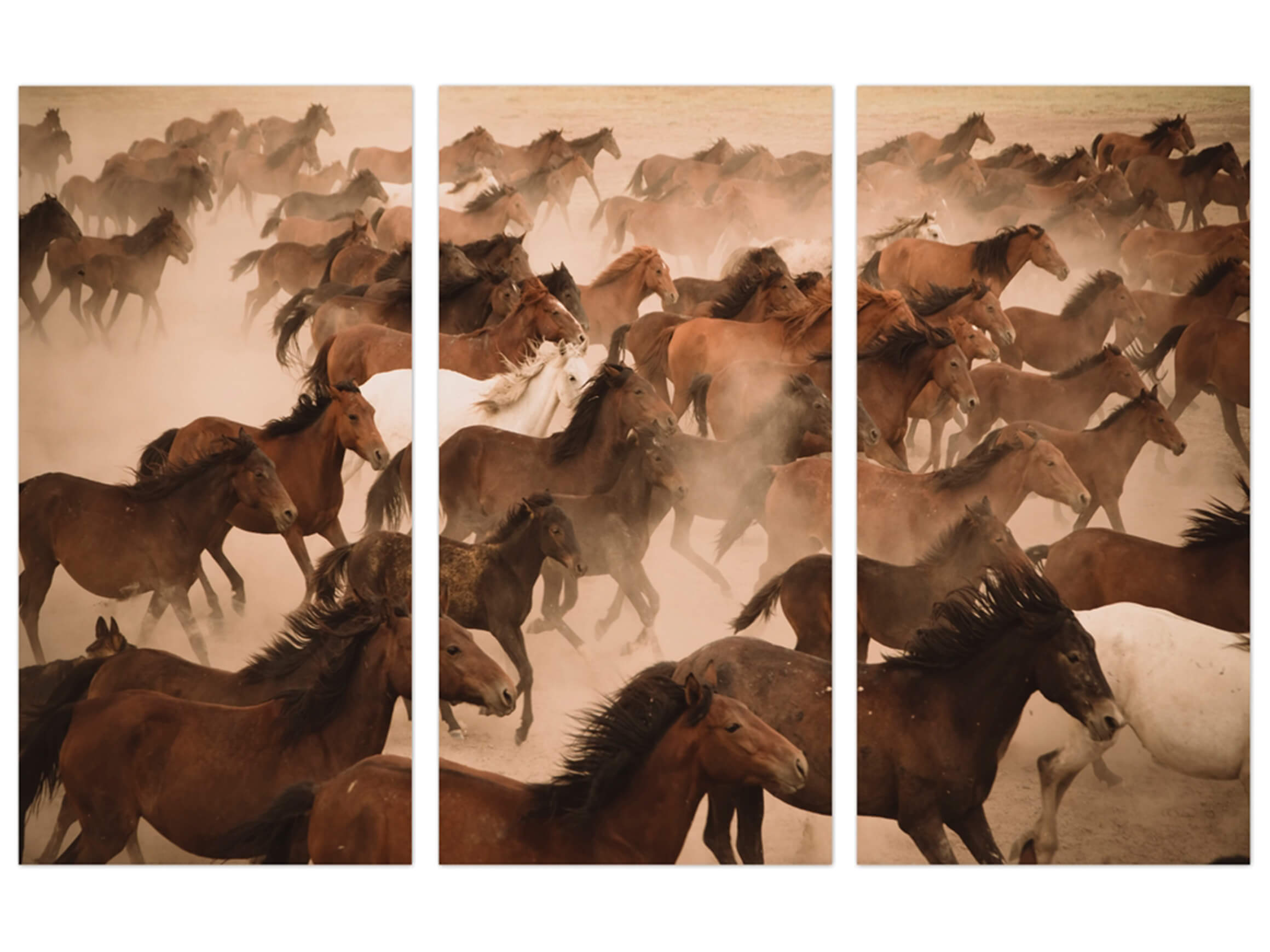 Bild Wildpferde 2 image LAND