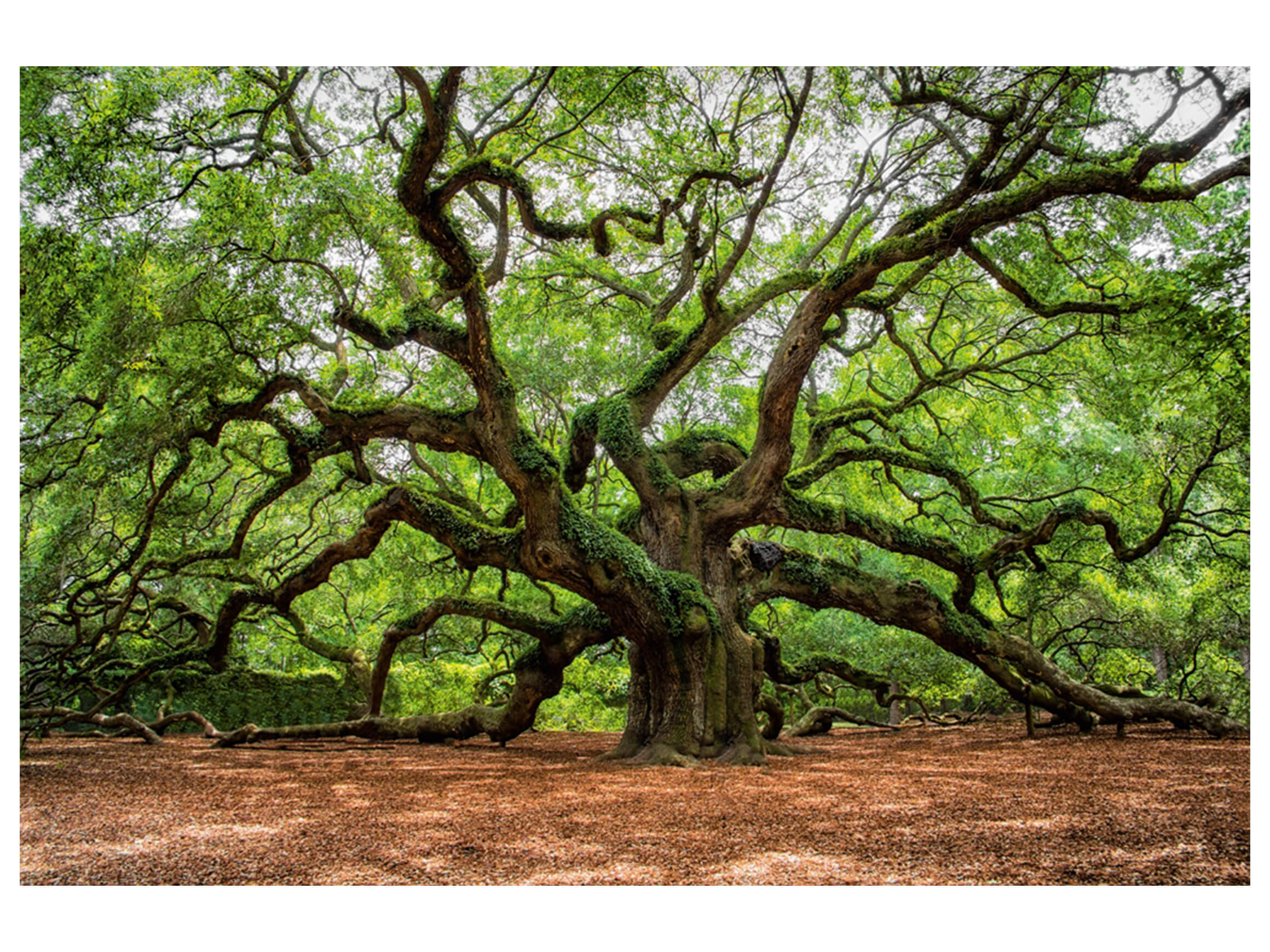 Digital print on glass Branched tree image LAND