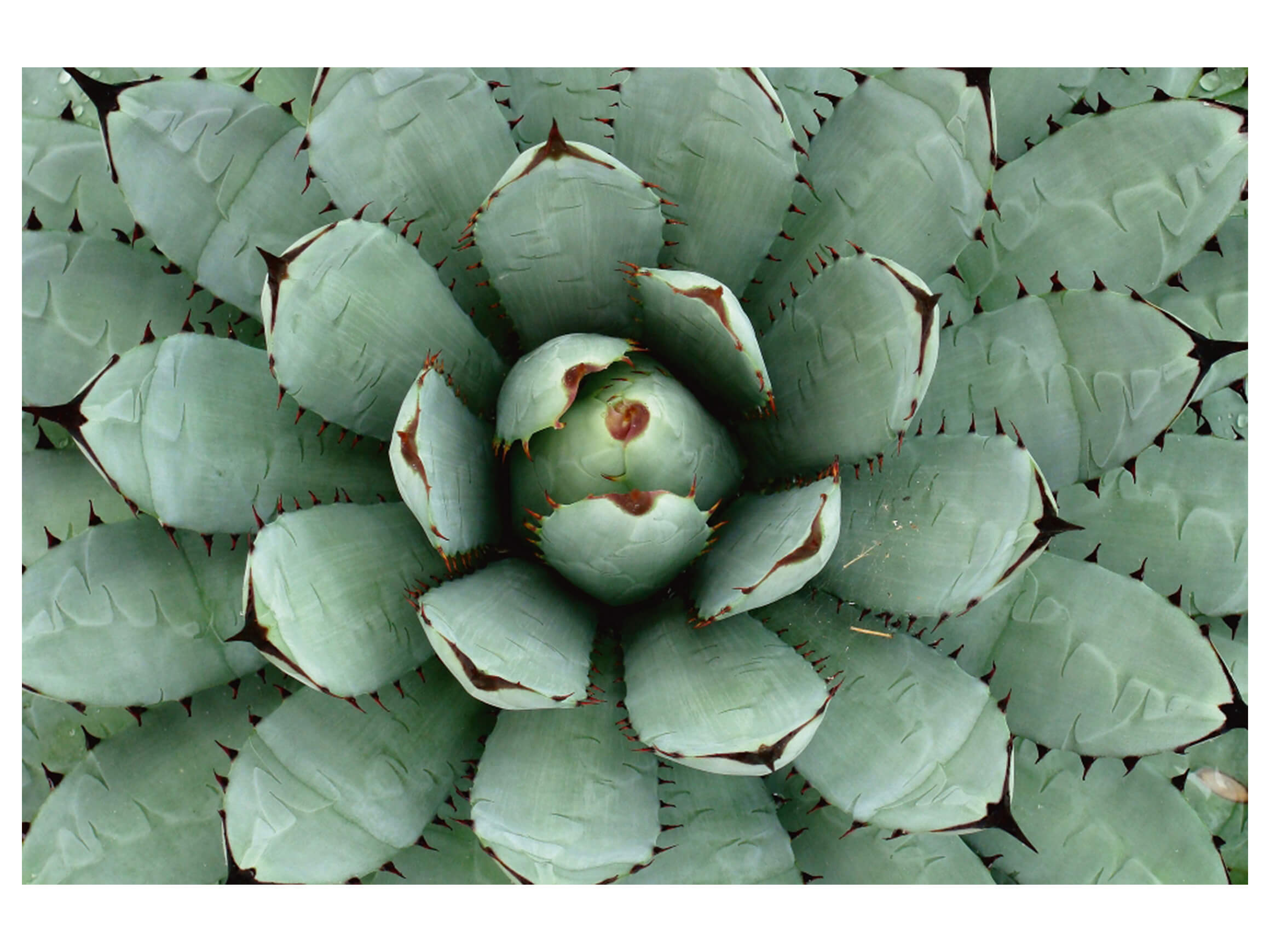 Digitaldruck auf Acrylglas Agave image LAND / Grsse: 120 x 80 cm