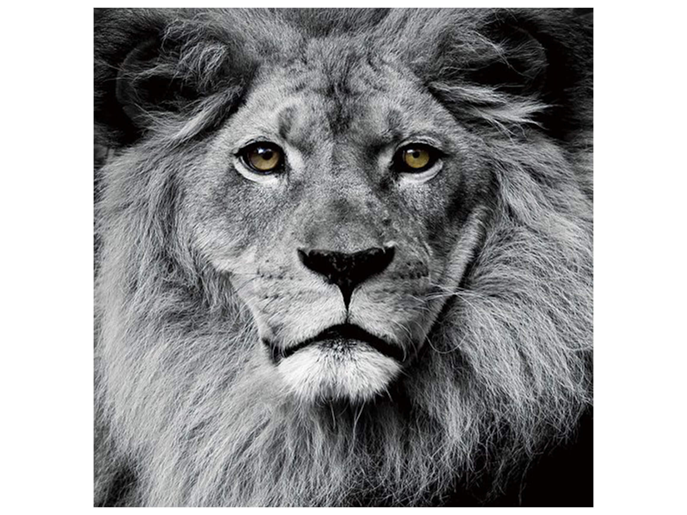 Bild Löwenkopf image LAND