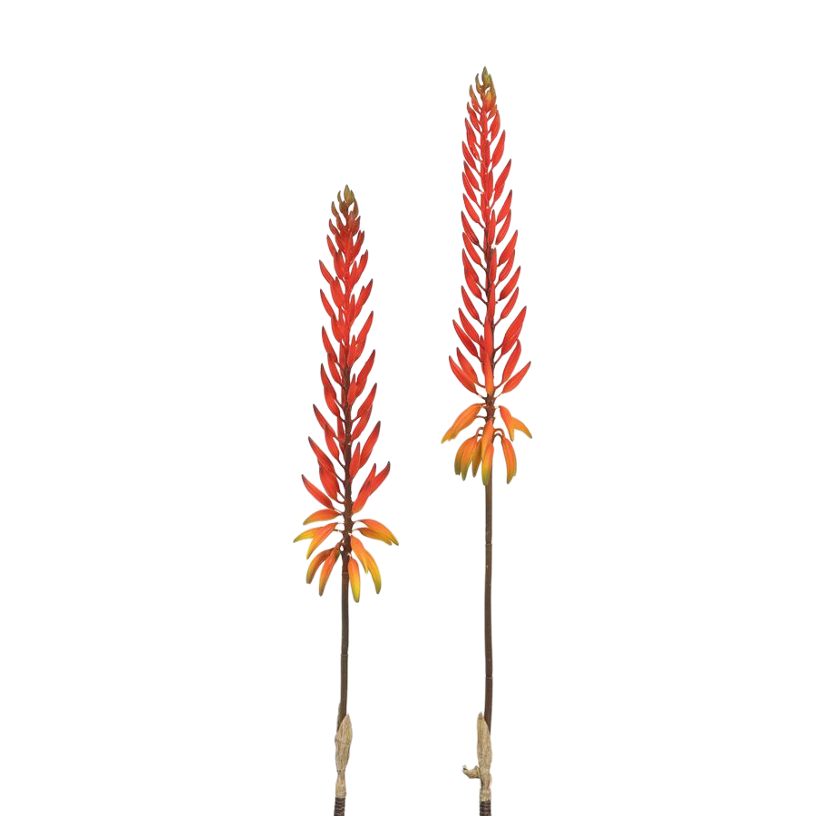 Edg Kunstblume Aloeblüte Coral H: 82 cm  | Schubiger Möbel