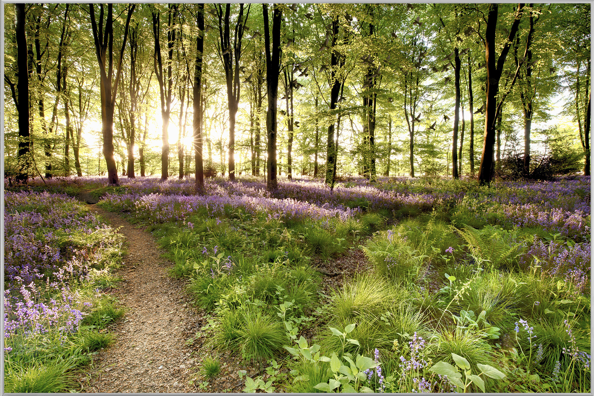Bild mit Rahmen-Waldweg-image LAND
