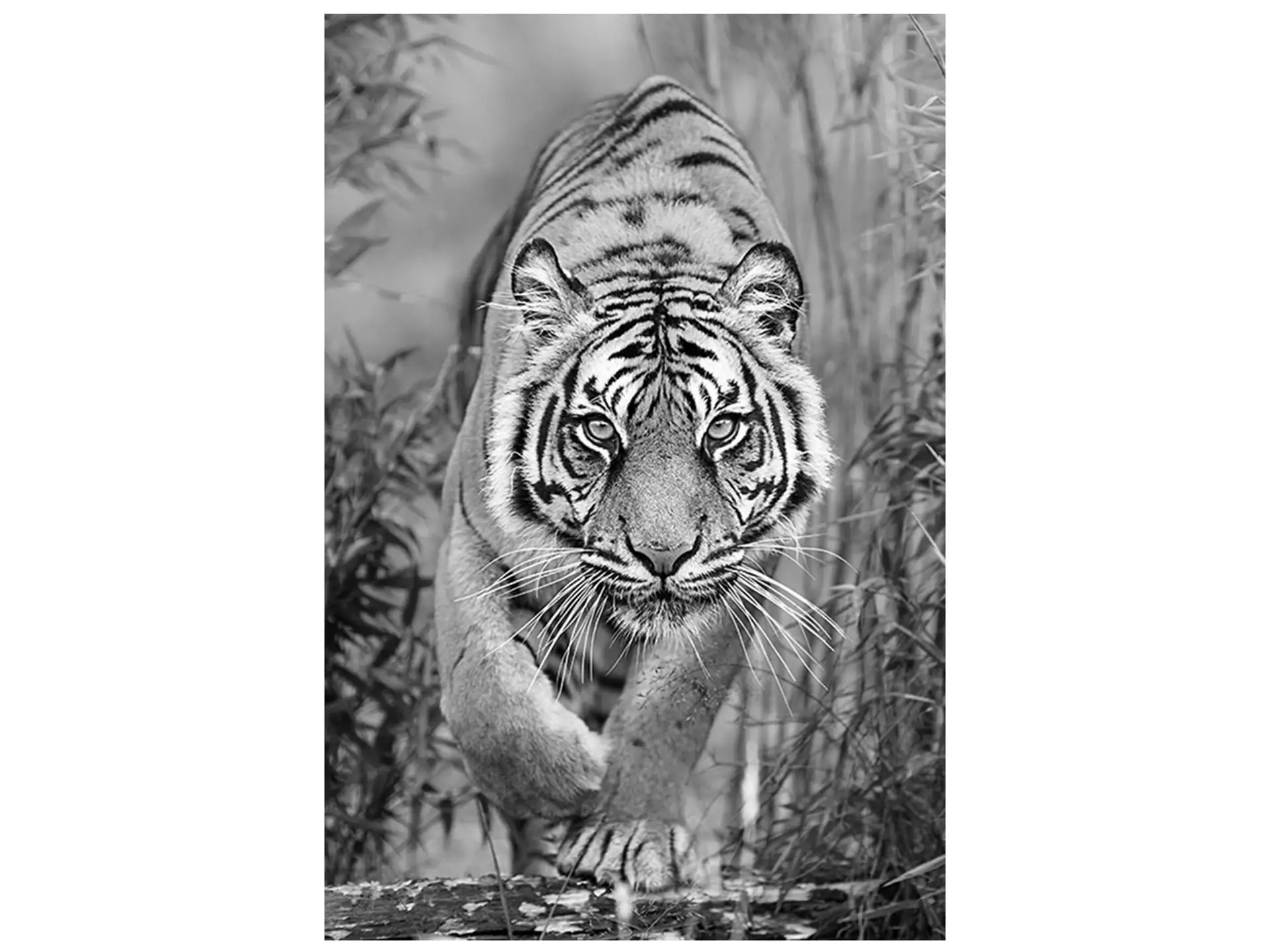 Digitaldruck auf Glas Tiger Auf Der Jagd image LAND