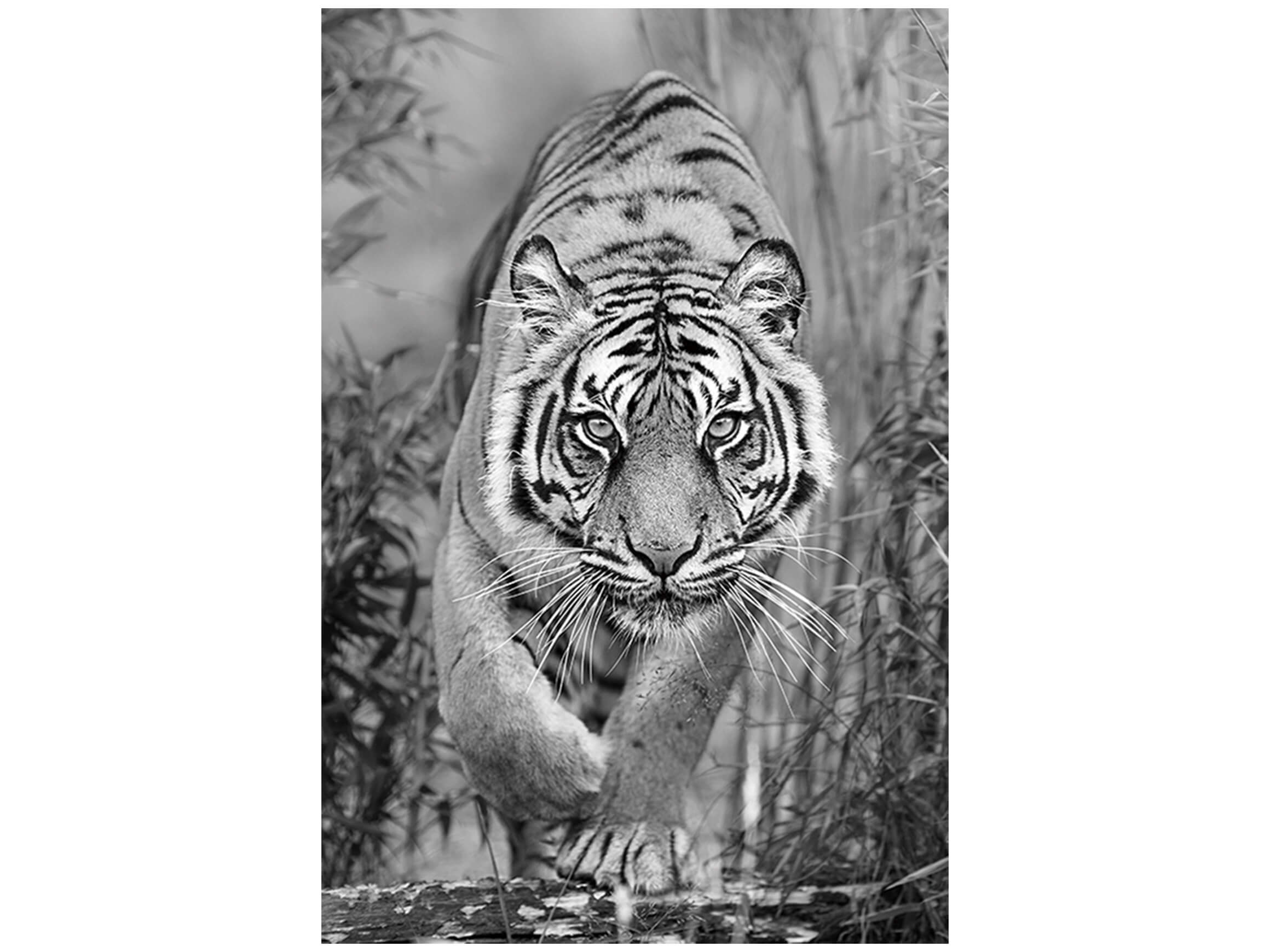 Digitaldruck auf Glas Tiger Auf Der Jagd image LAND