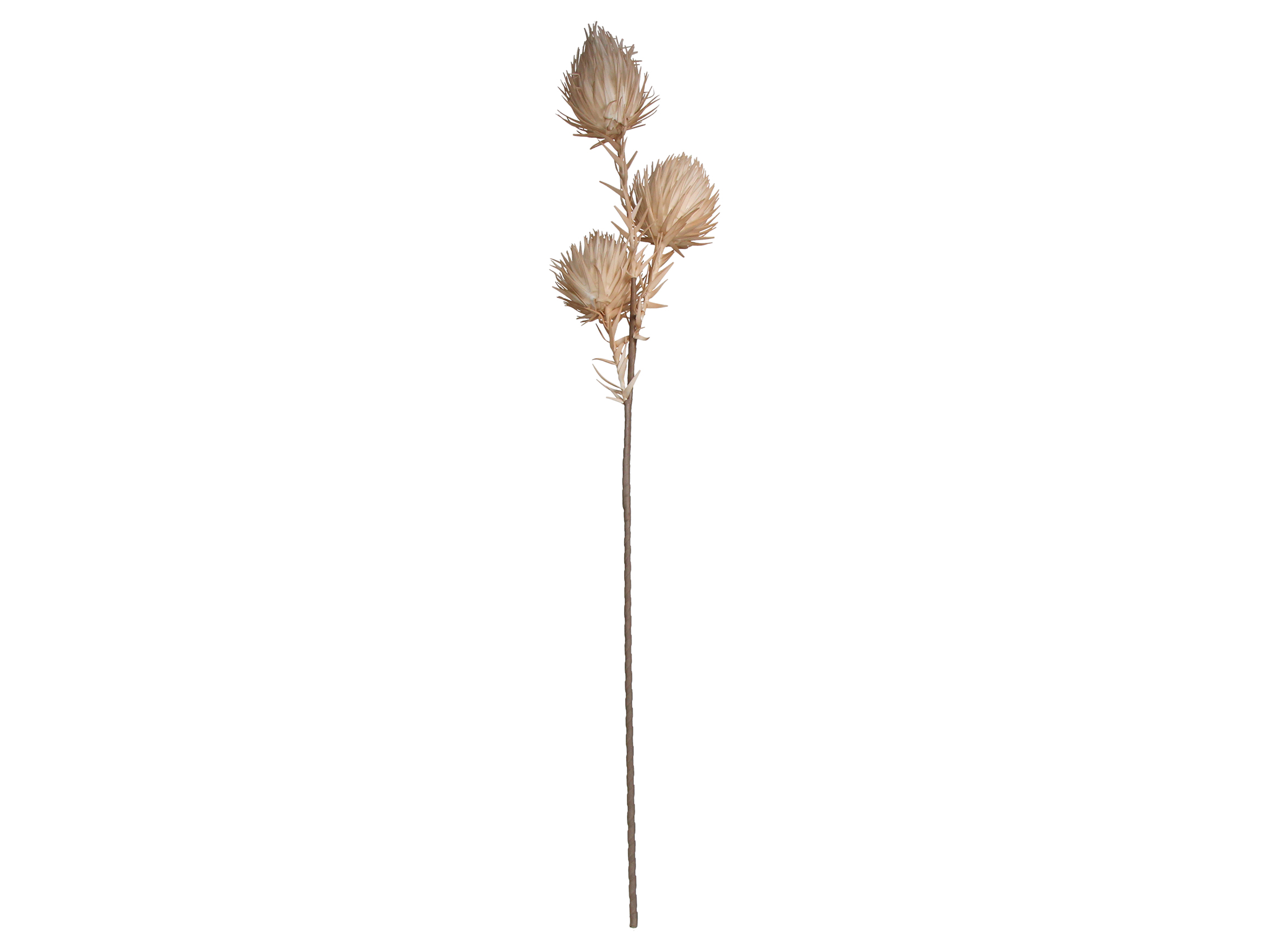 Kersten Kunstblumen 3 Knospen Beige H: 100 cm  | Schubiger Möbel