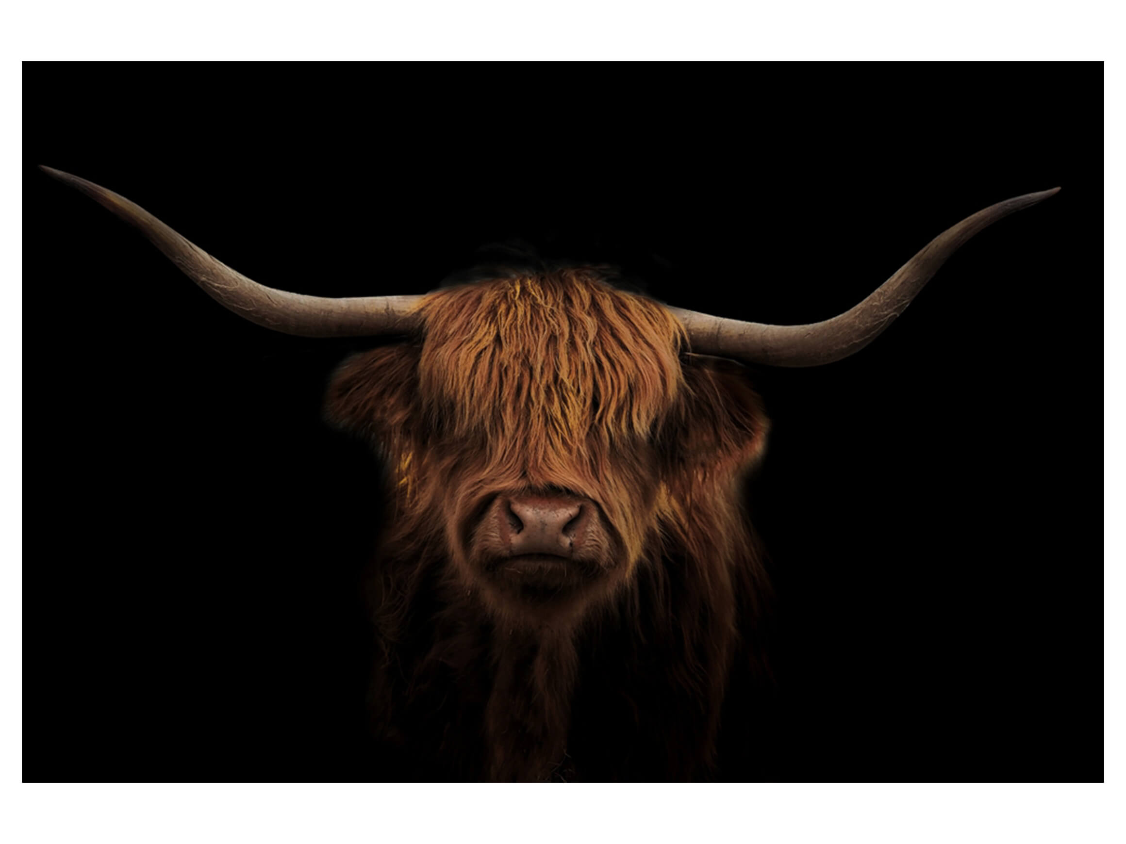 Digitaldruck auf Glas Hochland Rind Auf Schwarz image LAND / Grösse: 120 x 80 cm