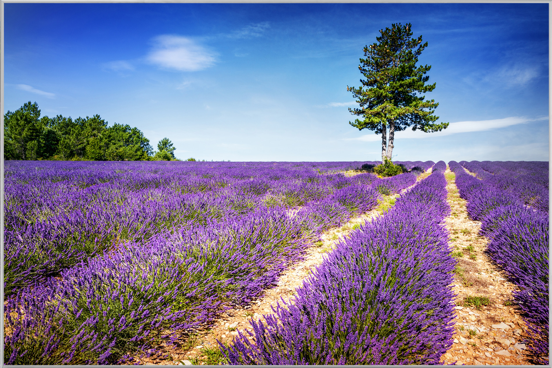 Bild mit Rahmen-Lavendelfeld 2-image LAND