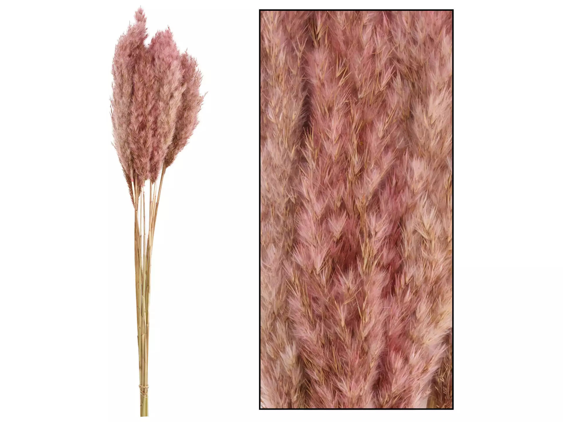 Kunstblumen Schilfrohr Pink T: 70 cm Decofinder