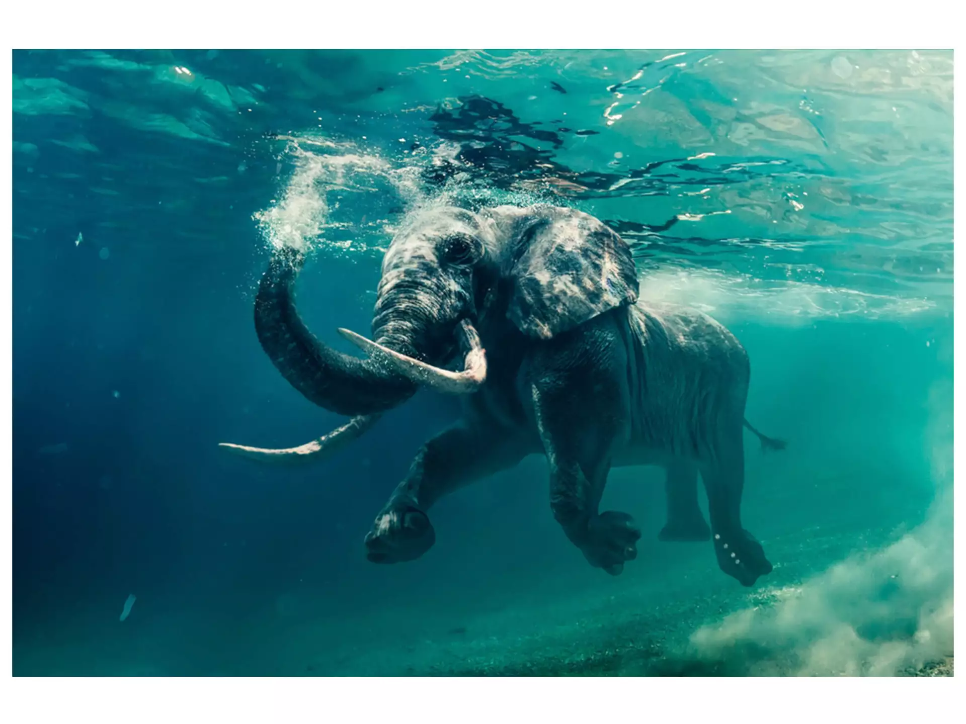 Digitaldruck auf Acrylglas Schwimmender Elefant image LAND / Grösse: 120 x 80 cm