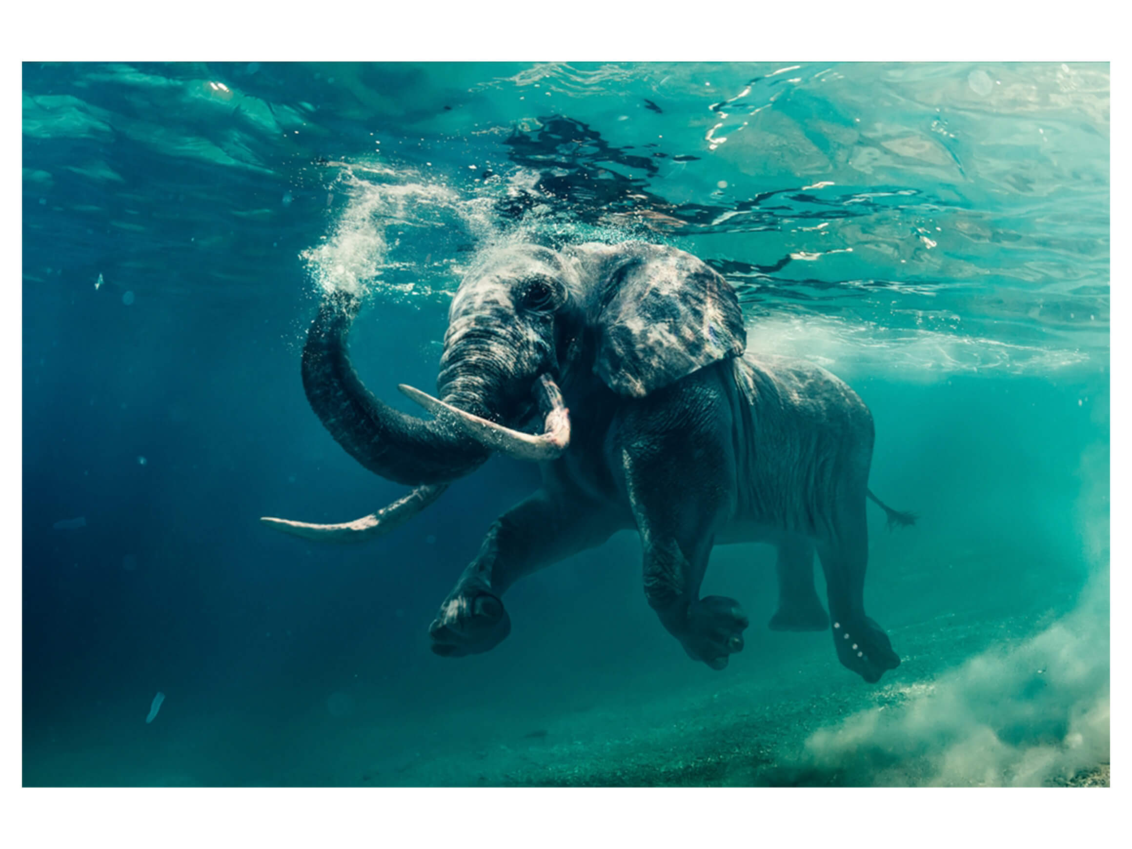 Digitaldruck auf Acrylglas Schwimmender Elefant image LAND / Grösse: 120 x 80 cm