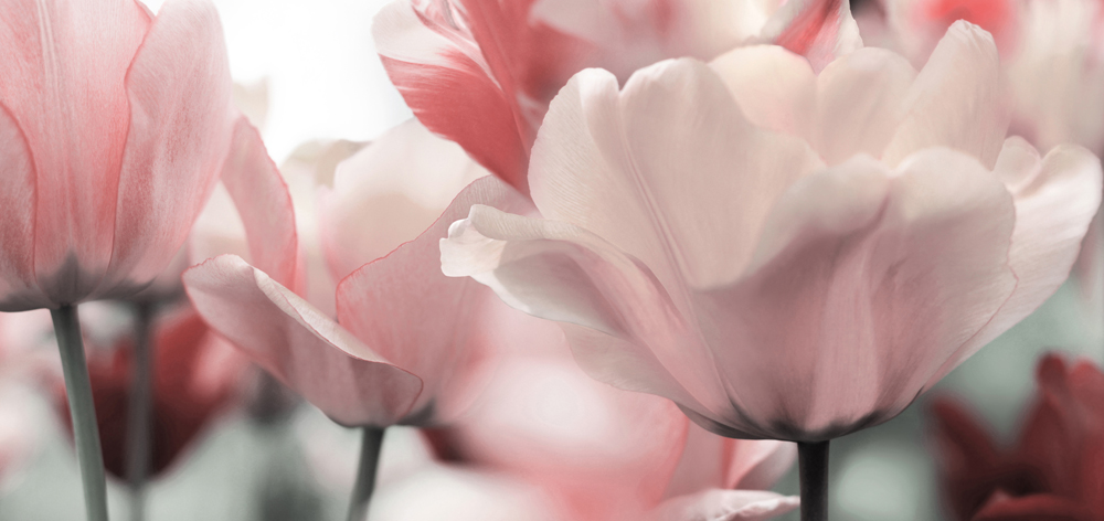 Alubild-Blüten in Rose-image LAND