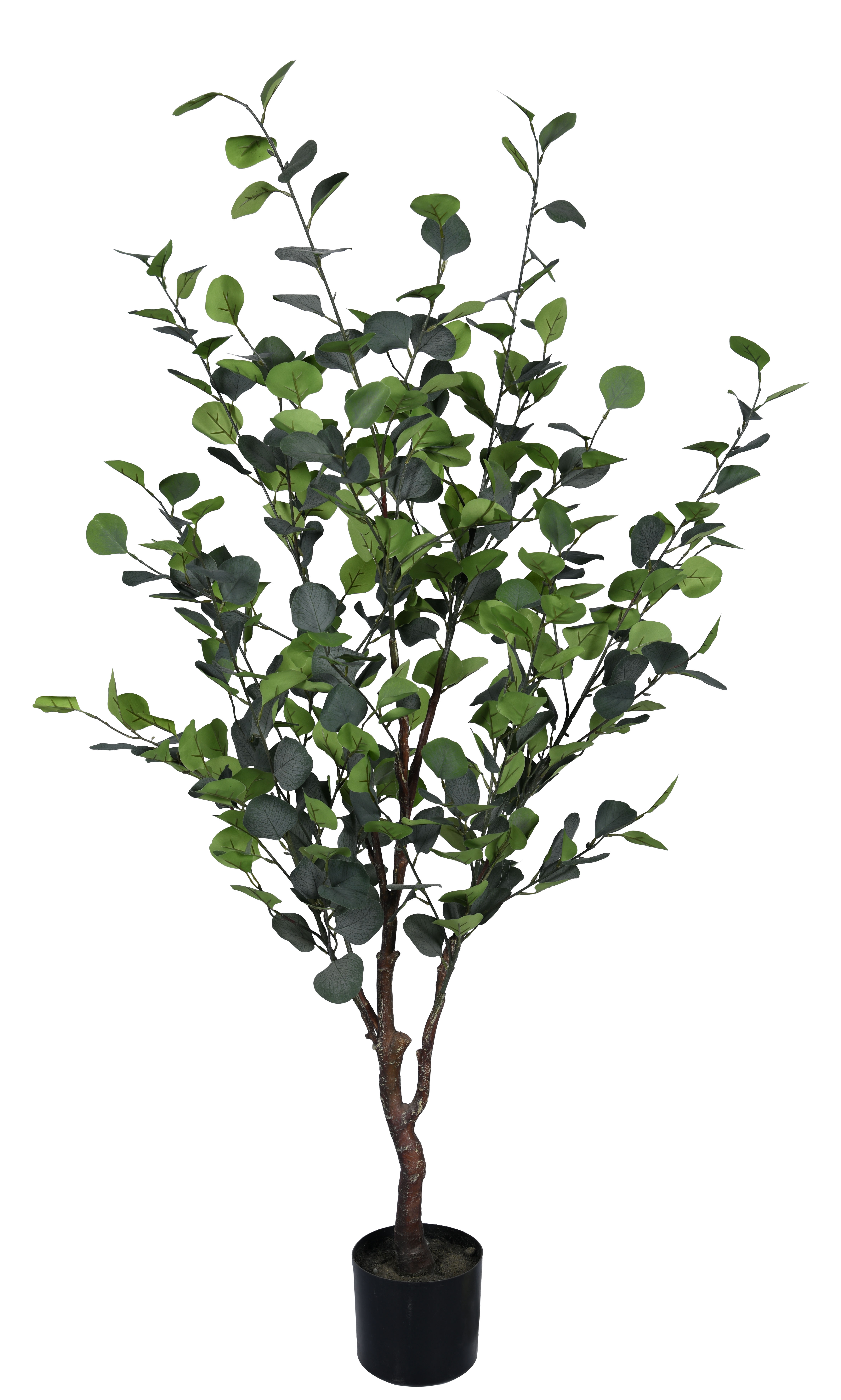 Kunstpflanzen Eukalyptus H: 150 cm Bizzotto