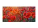 Digitaldruck auf Acrylglas Mohnblumen 6 image LAND / Grösse: 140 x 66 cm